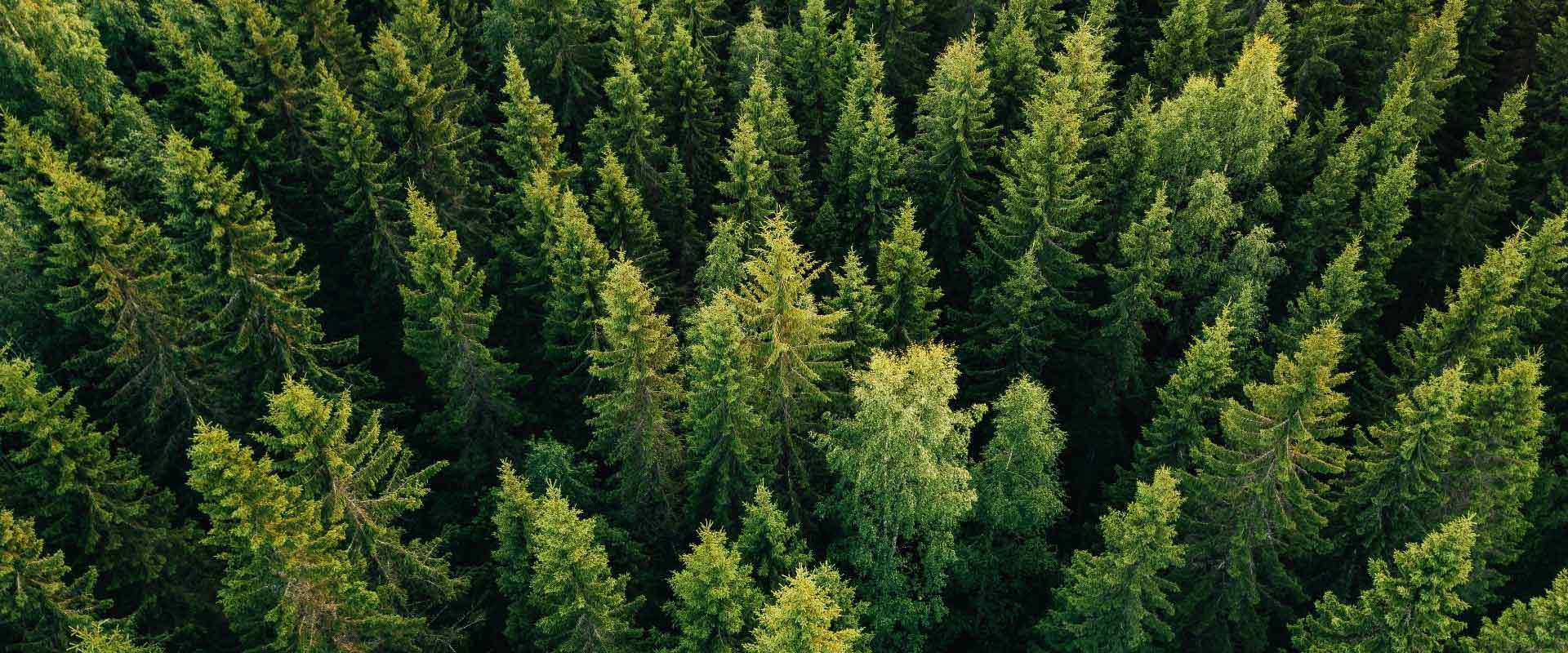 Dichter, grüner Wald von oben, mit verschiedenen Baumarten und Schattierungen von Grün.